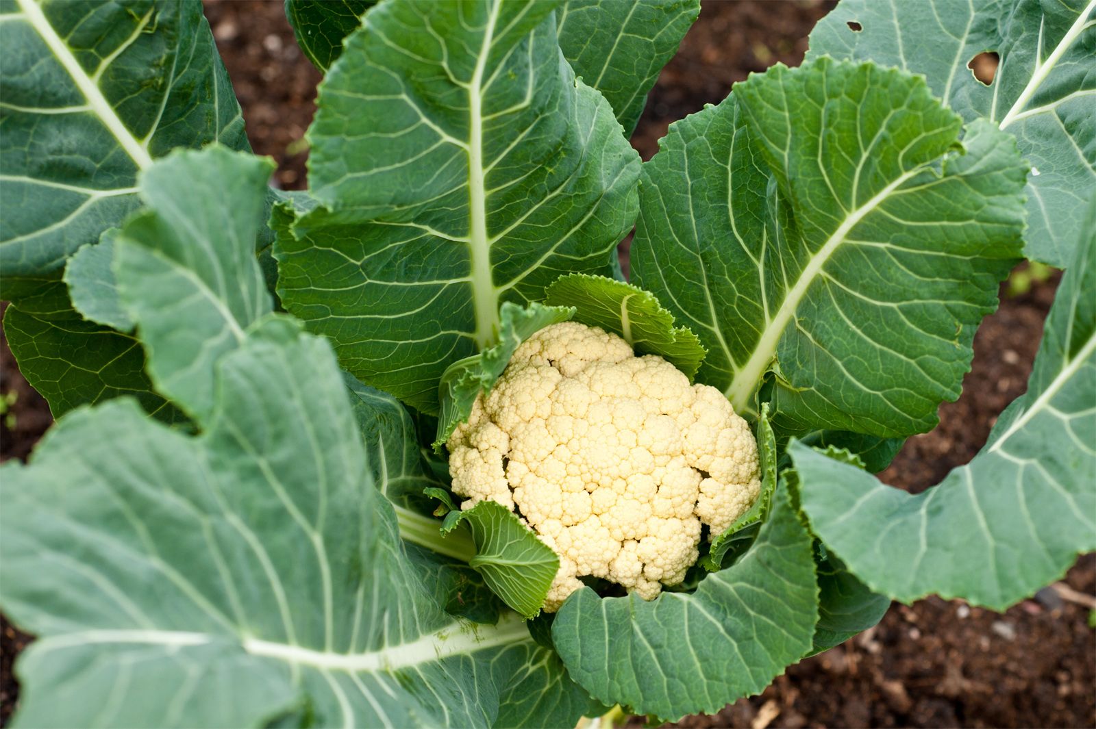 Why You Should Include Cauliflower Rice in Your Diet